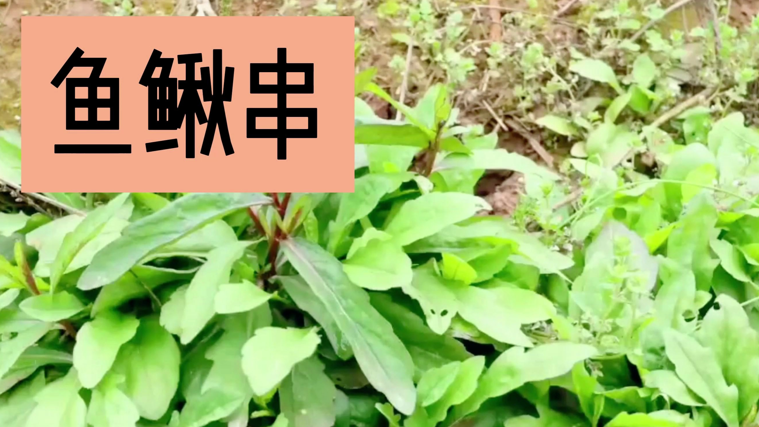 鱼鳅串:常见的野菜,你吃过吗