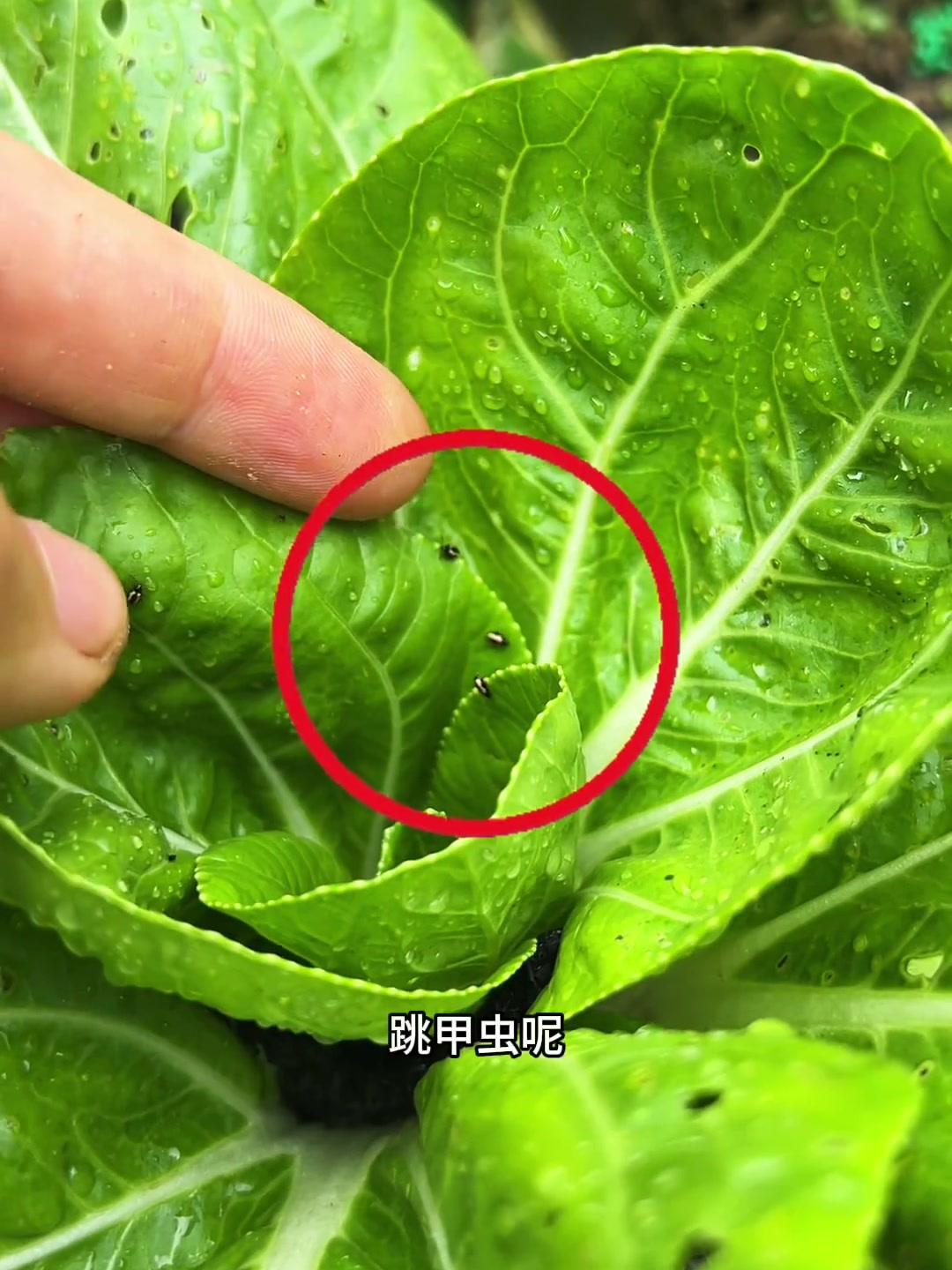 大家都知道跳甲虫很难打,用对配方很重要!