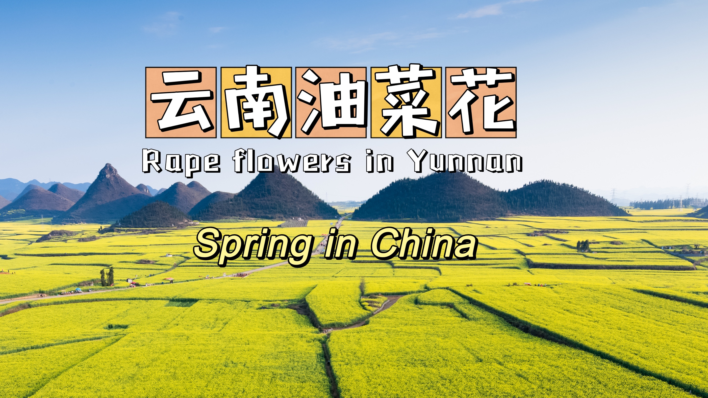 踏青正当时丨云南罗平油菜花盛放 喀斯特地貌点缀
