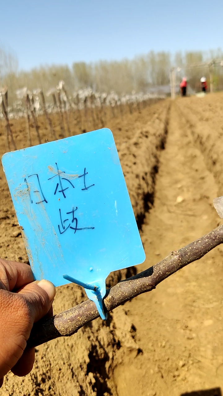 矮化日本土岐 千雪 爱妃 瑞雪自根砧苹果苗芽苗之预览