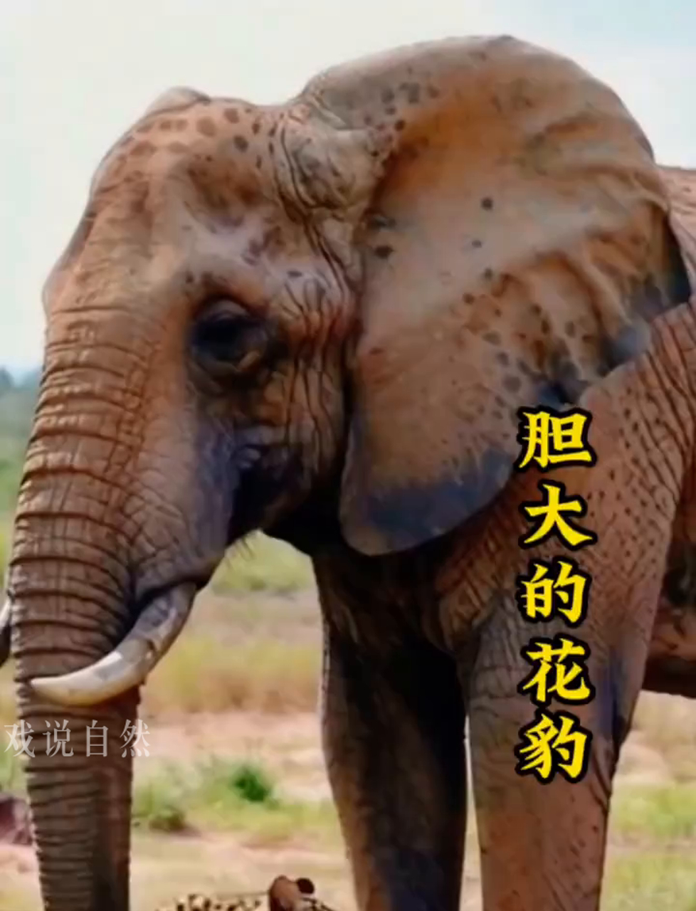 这豹子在大象脚下溜达,胆子也忒肥了吧!