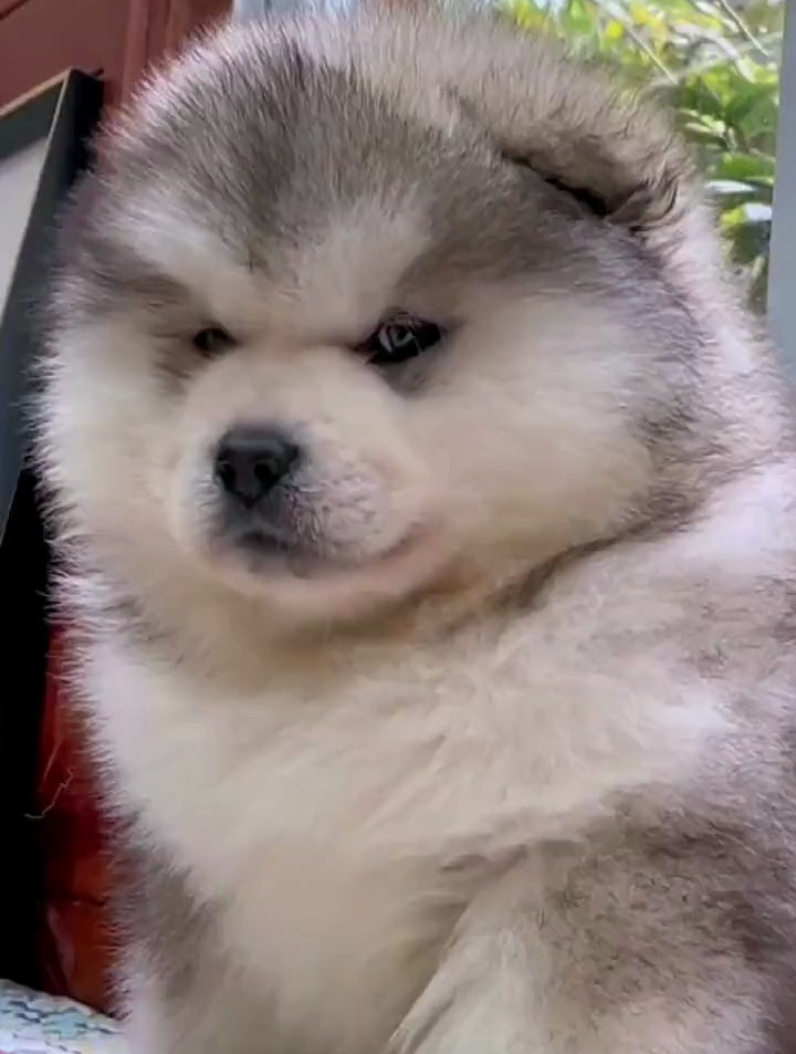 胖嘟嘟的小可爱!