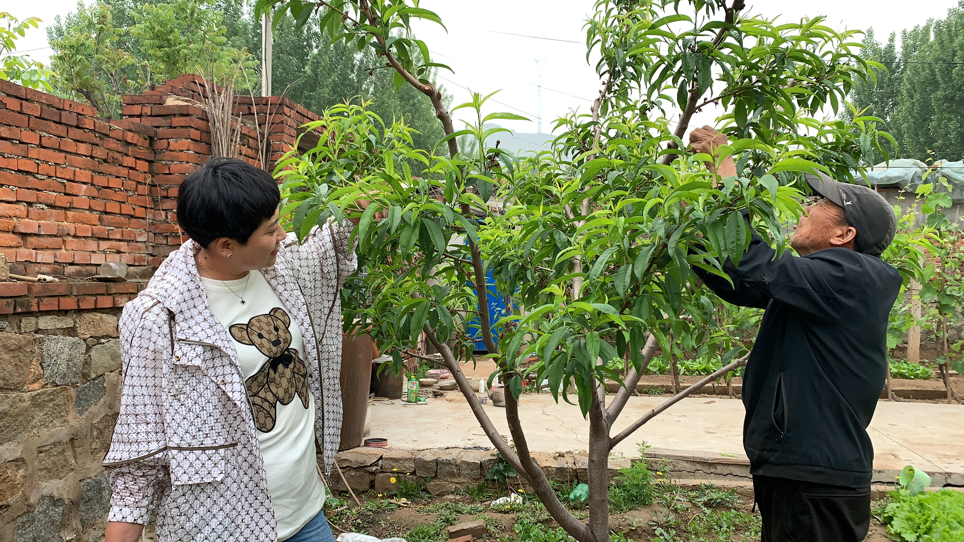 赶集花6元买2种菜秧,栽在院子里,待瓜果成熟时享受丰收的喜悦