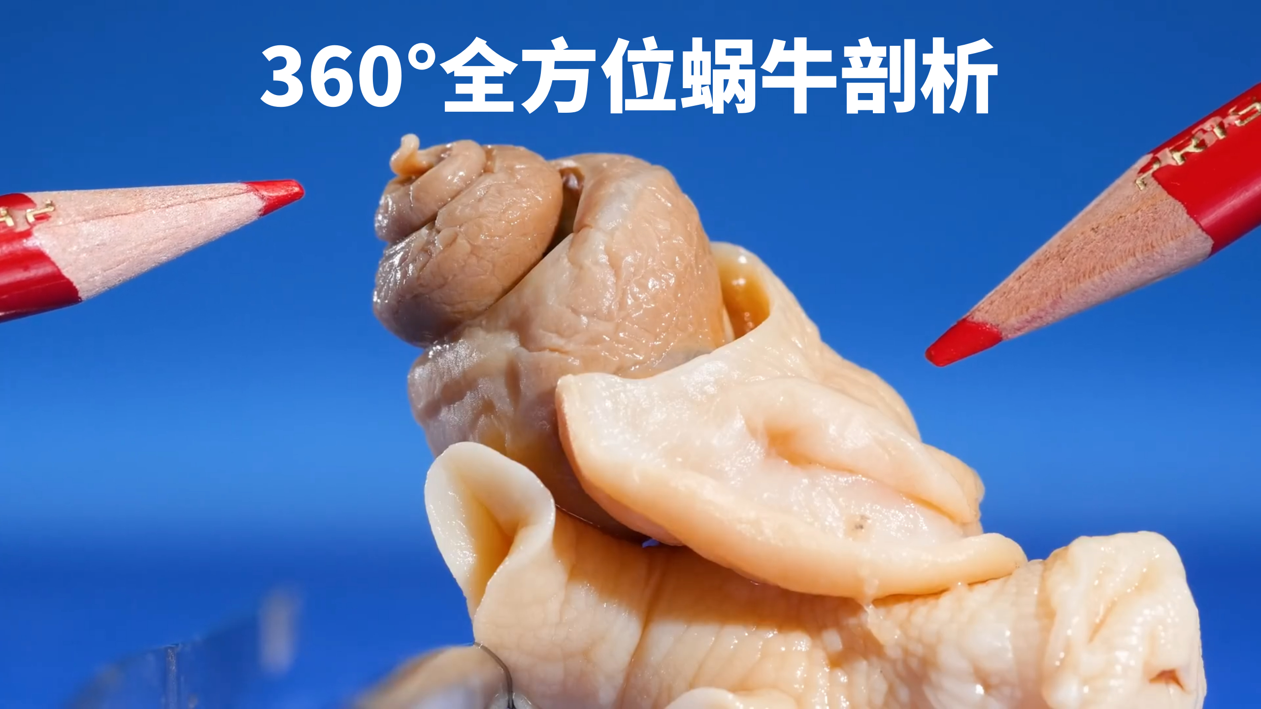 蜗牛的身体到底有何不同?雌雄同体是如何交配的?