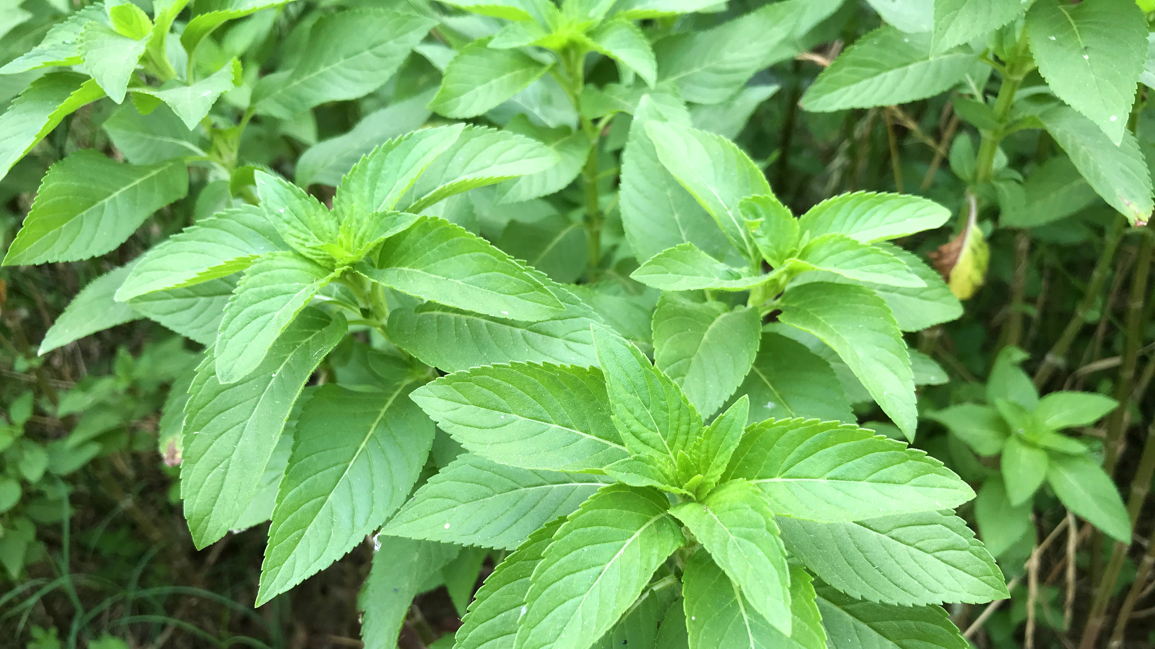 野薄荷,它是风油精和清凉油的重要原材料,别认错了