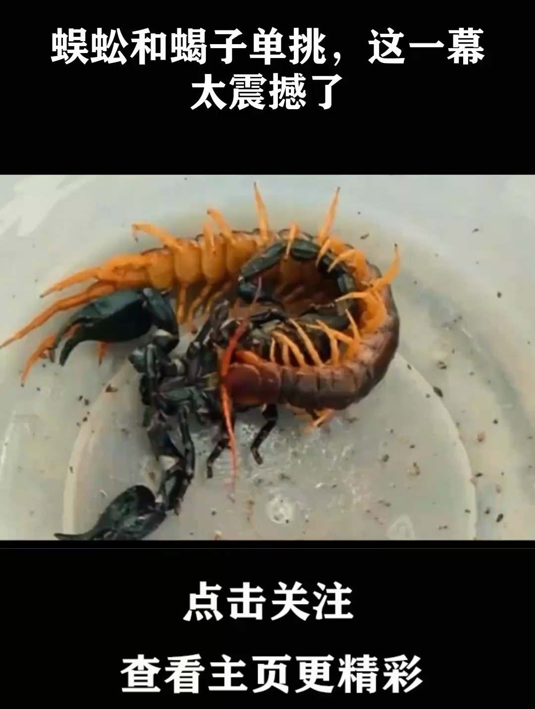 蜈蚣vs面包虫图片