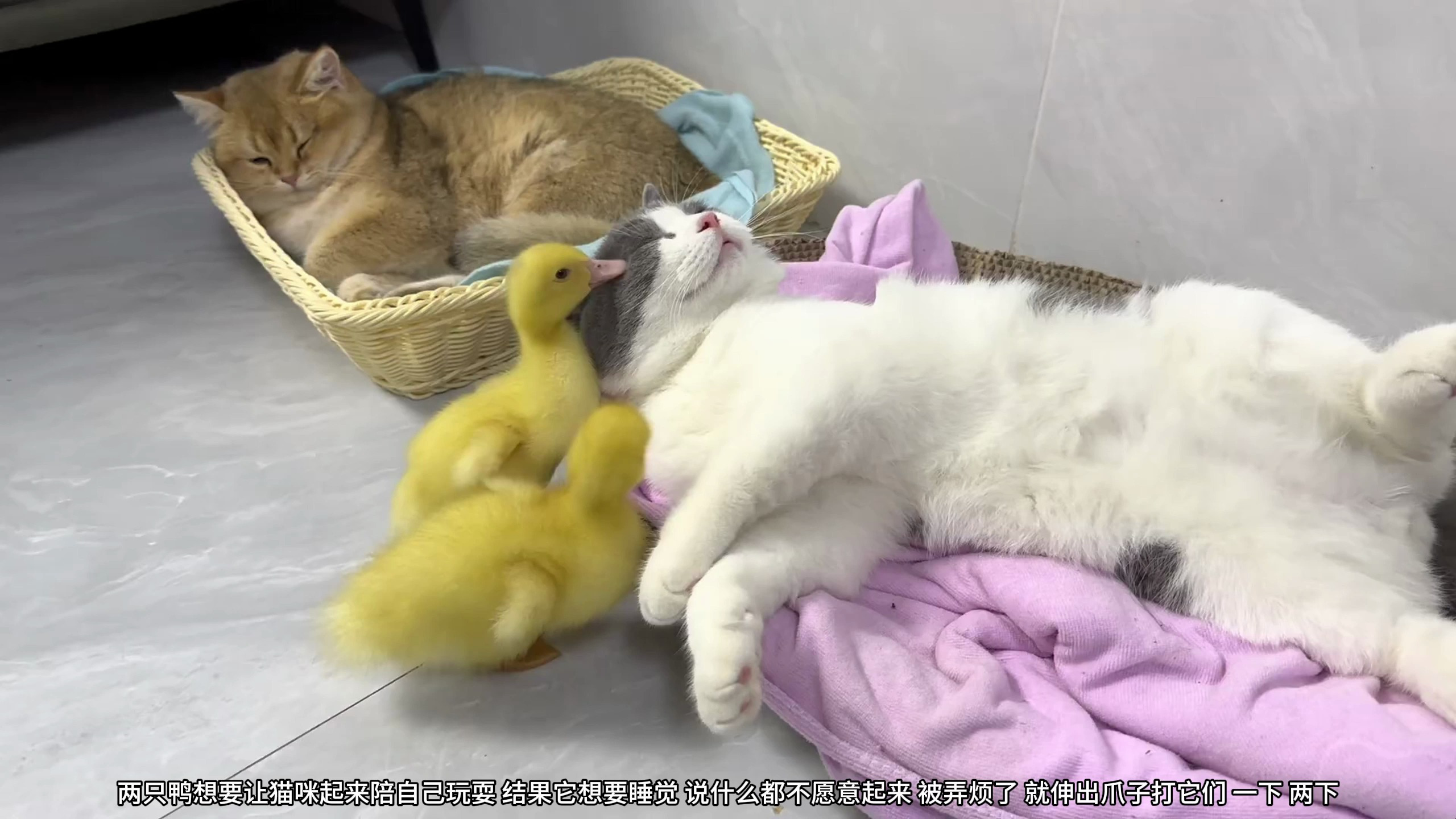 猫要好好睡觉,两只可爱的小鸭过来打扰,这觉是不是没法睡了