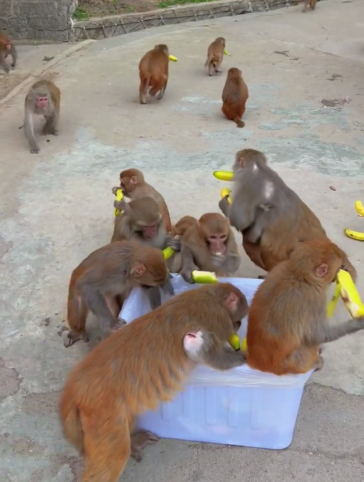 一群猴子争抢香蕉