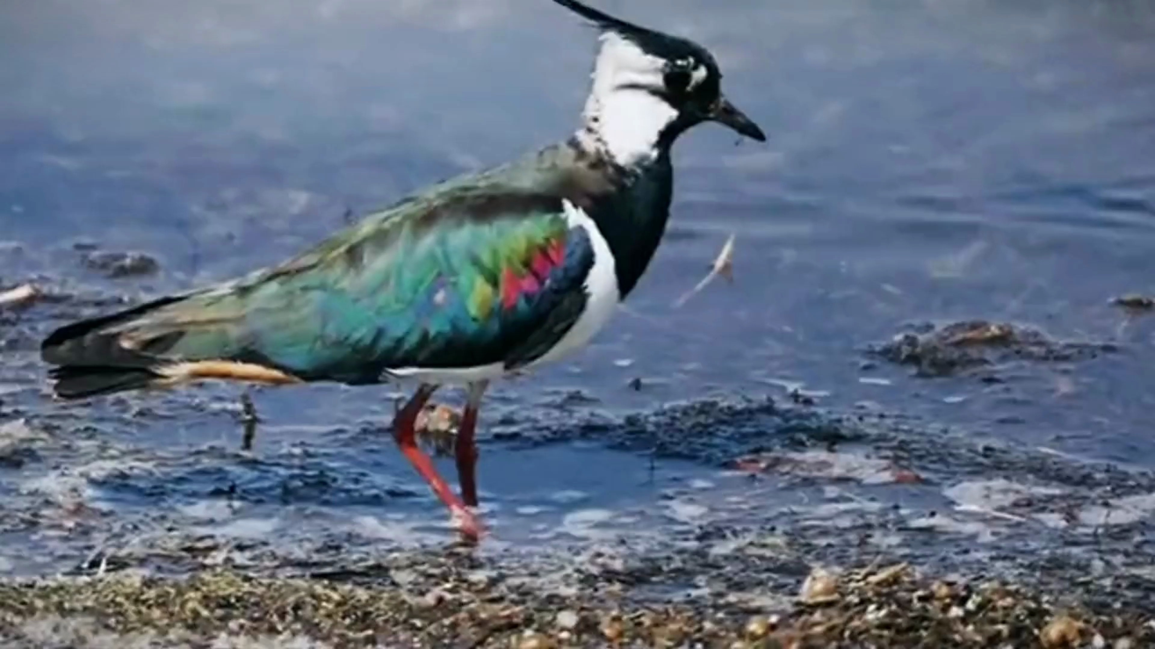 动物 凤头麦鸡叫声