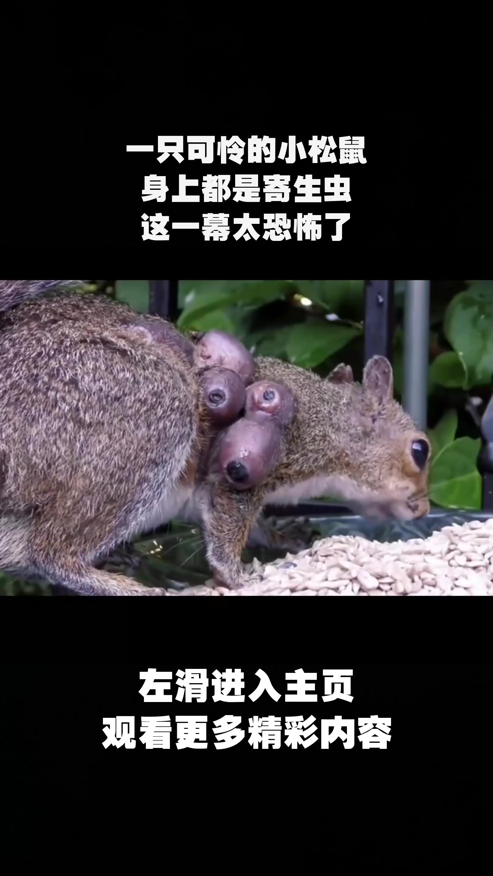 一只可怜的小松鼠,身上都是寄生虫,这一幕太恐怖了-度小视