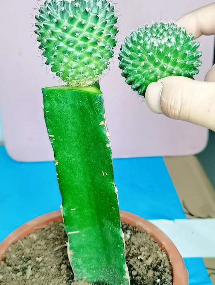 在扦插仙人球时,应该如何提高它的成活率,一起来学学吧-度小视