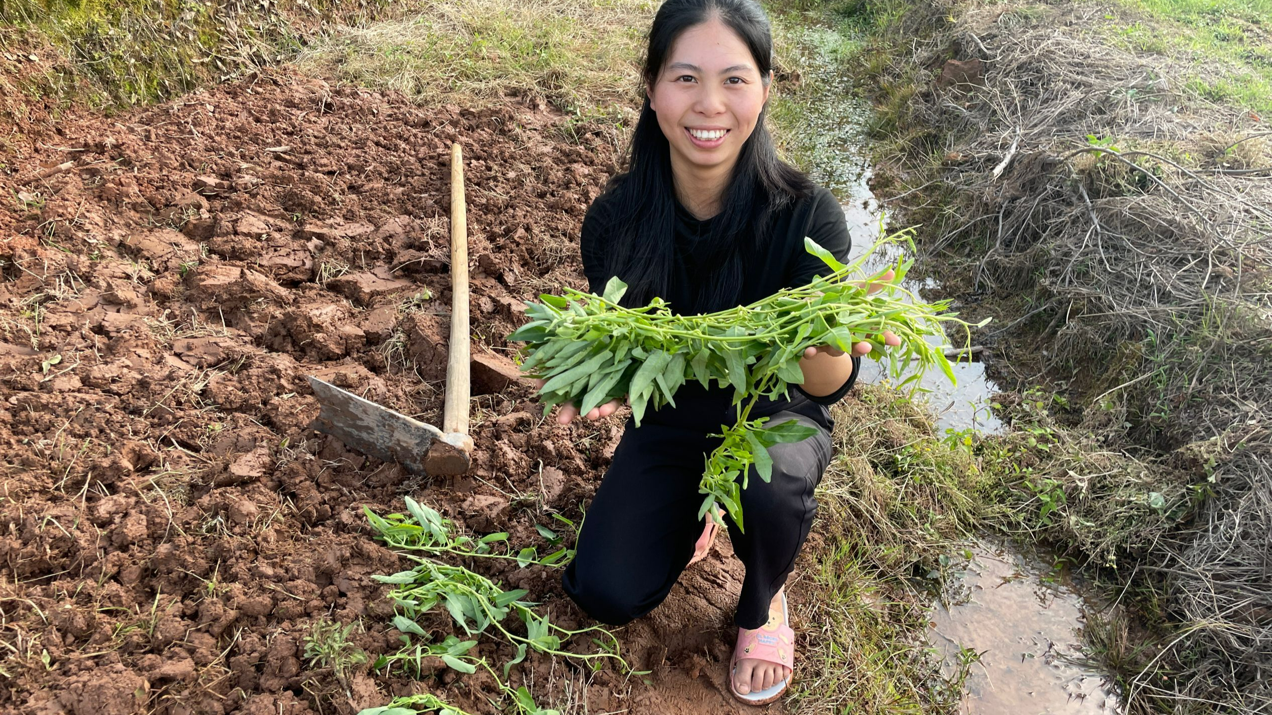 小秀地里种爬藤空心菜,不一样的种植方法,你们见过吗?