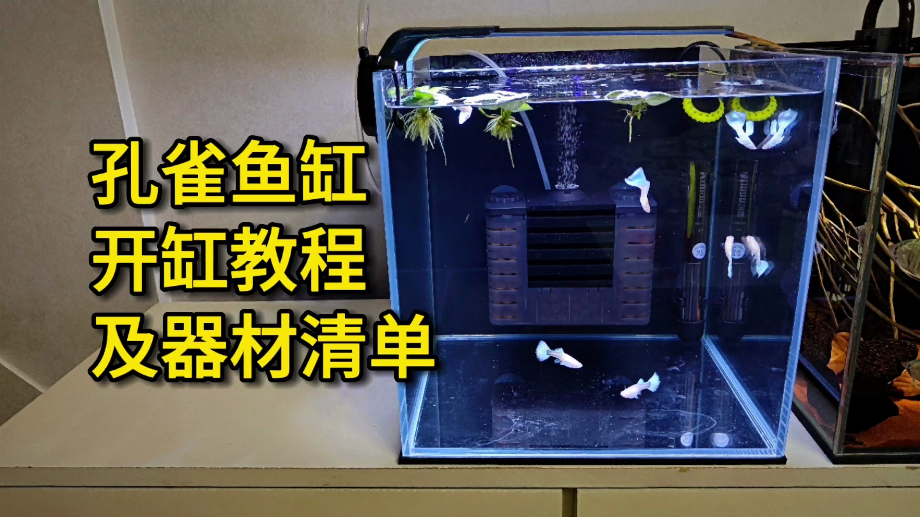 30孔雀鱼缸开缸教程,及器材清单,没有一个多余的器材!