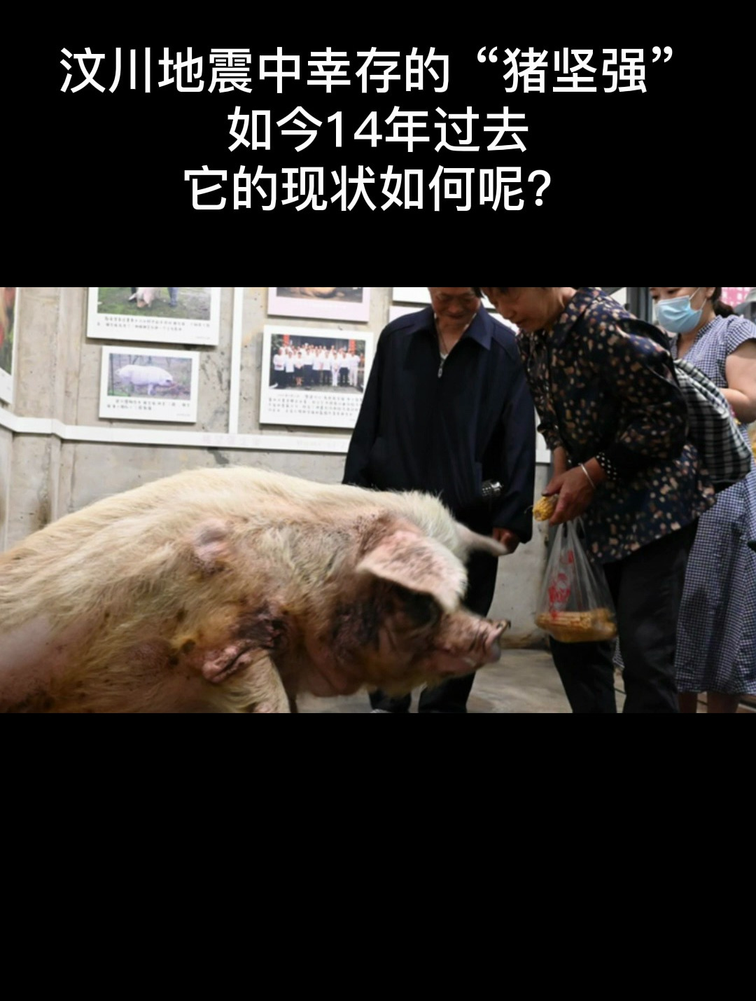 汶川地震被埋废墟36天获救的"猪坚强",多年过去它到底如何呢?