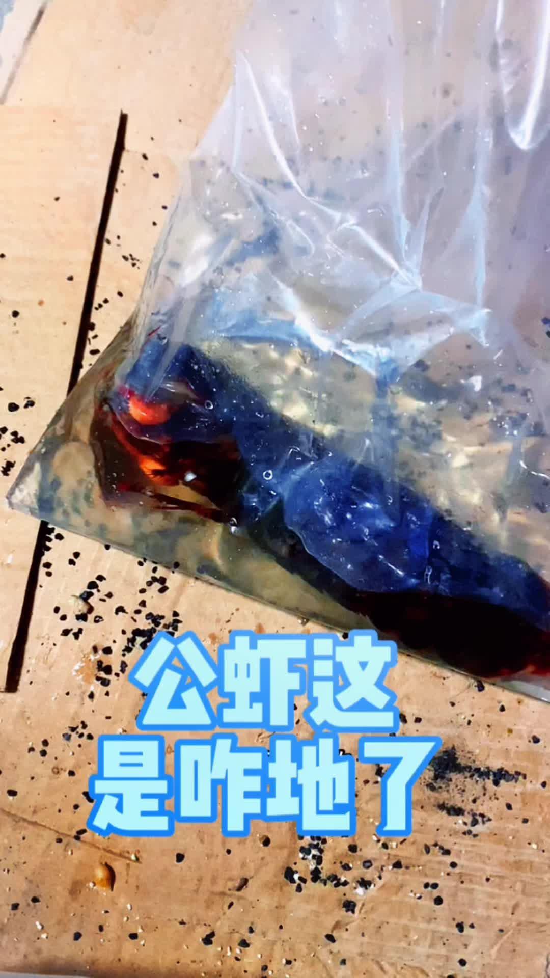 我可能跟公虾无缘,新来的母虾叫铁锤妹妹-度小视