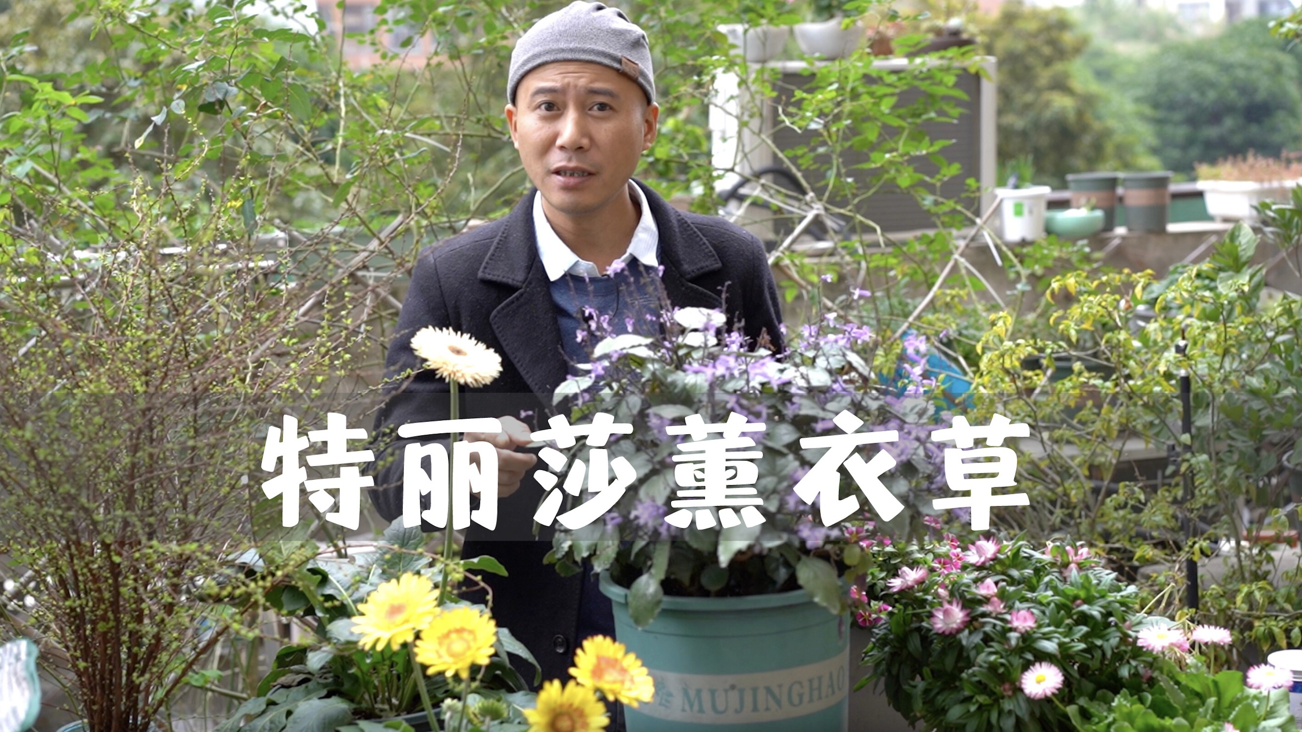 特丽莎薰衣草,省心好养花期长,人人都能养爆花