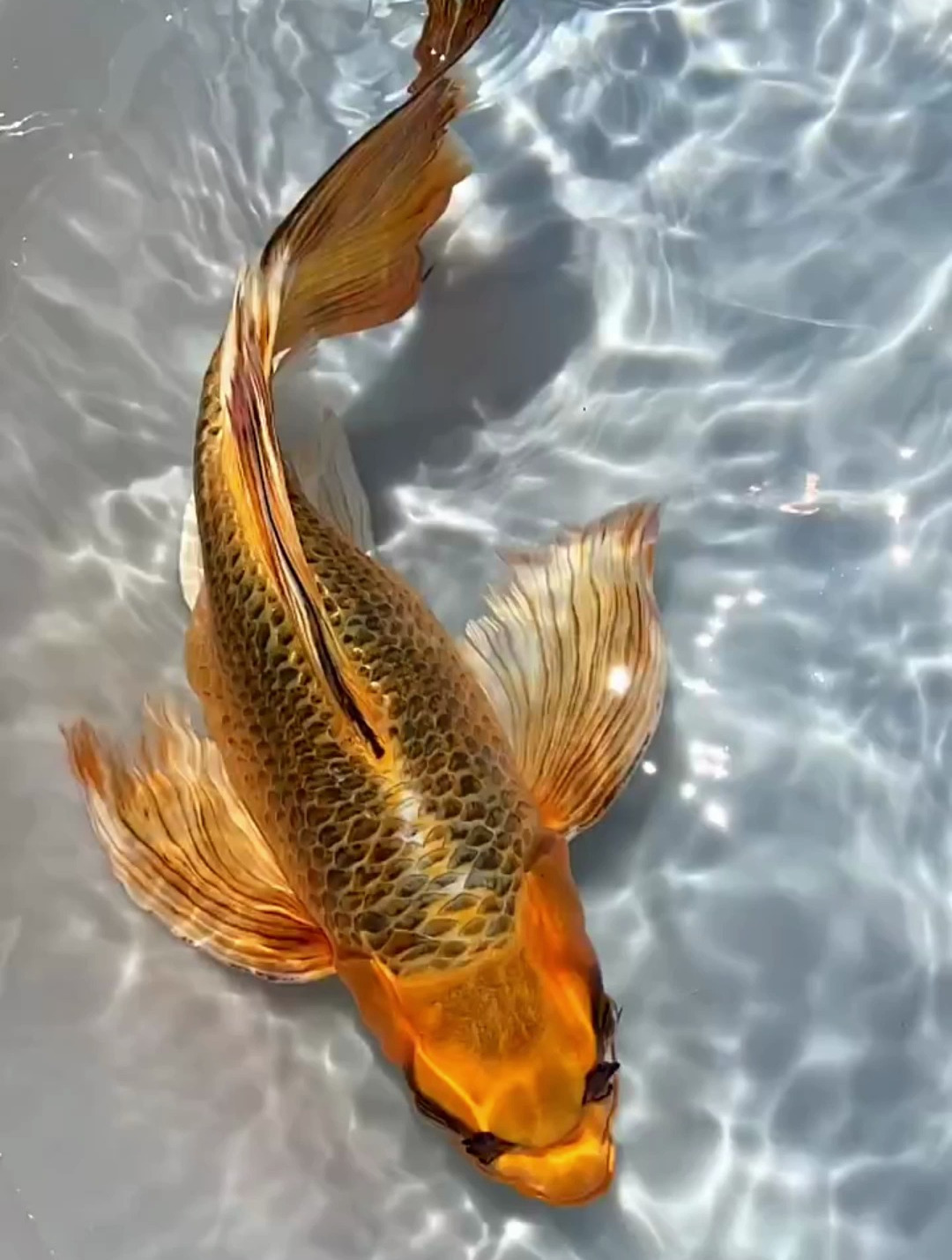 这就是百鱼之王,火凤凰锦鲤!鱼 养鱼 火凤凰锦鲤-度小视