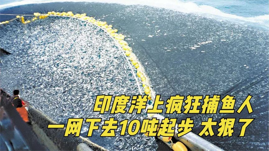 印度牛人为了捕鱼赚钱,强拉绝户网,一网下去10吨起步大小通吃