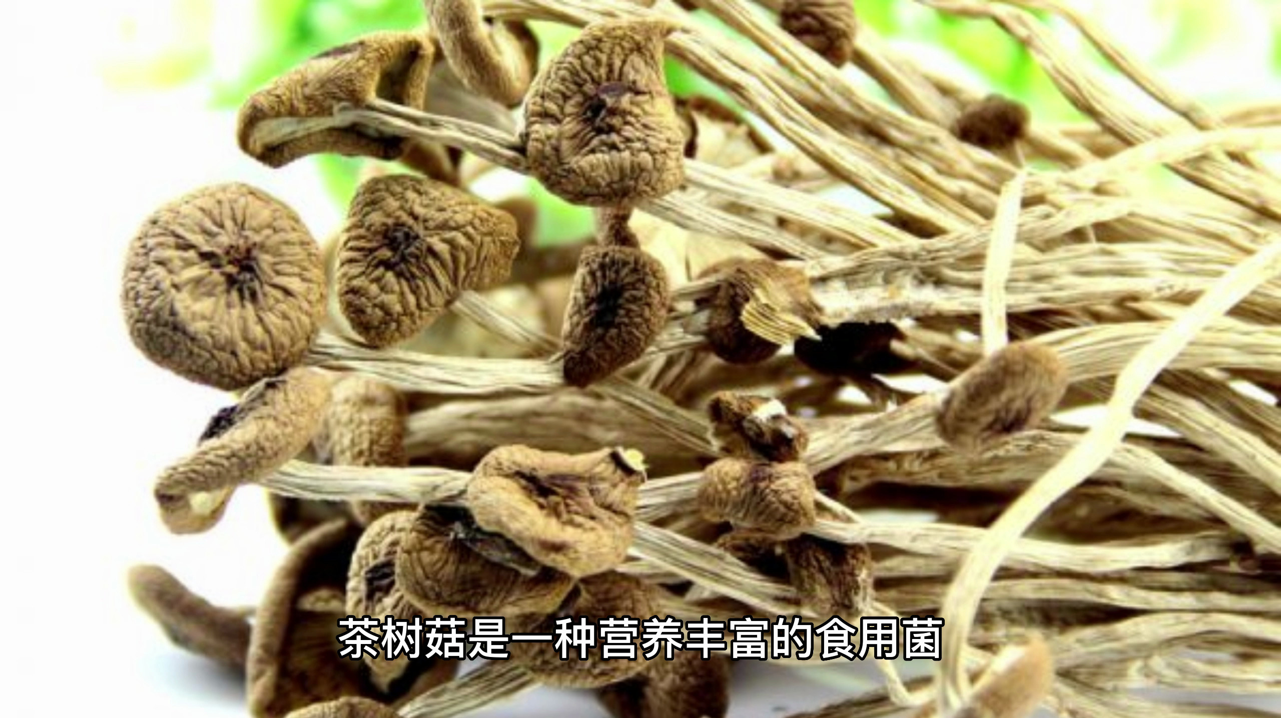 孕妇为什么不能吃茶树菇