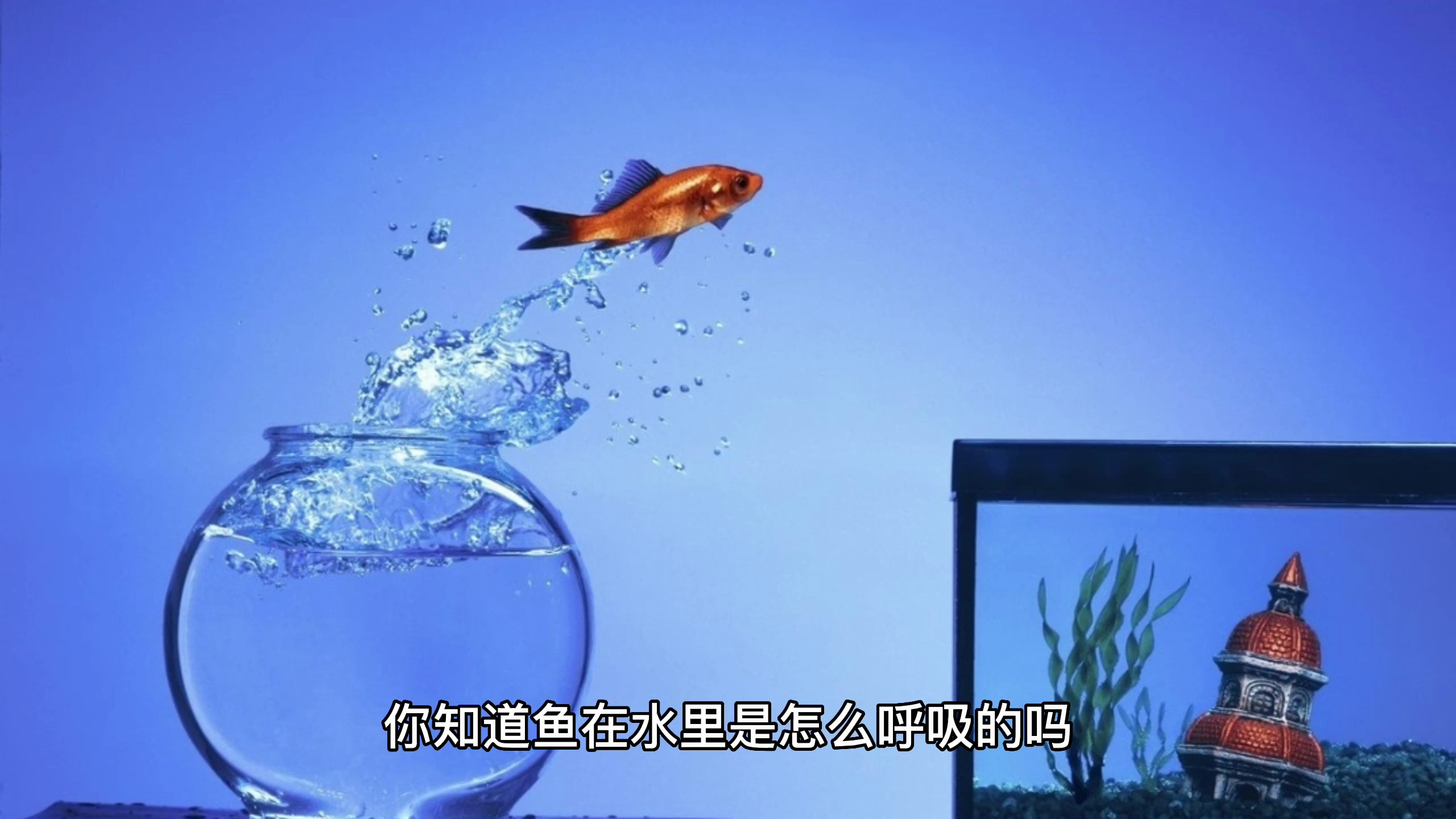 你知道鱼在水里是怎么呼吸的吗