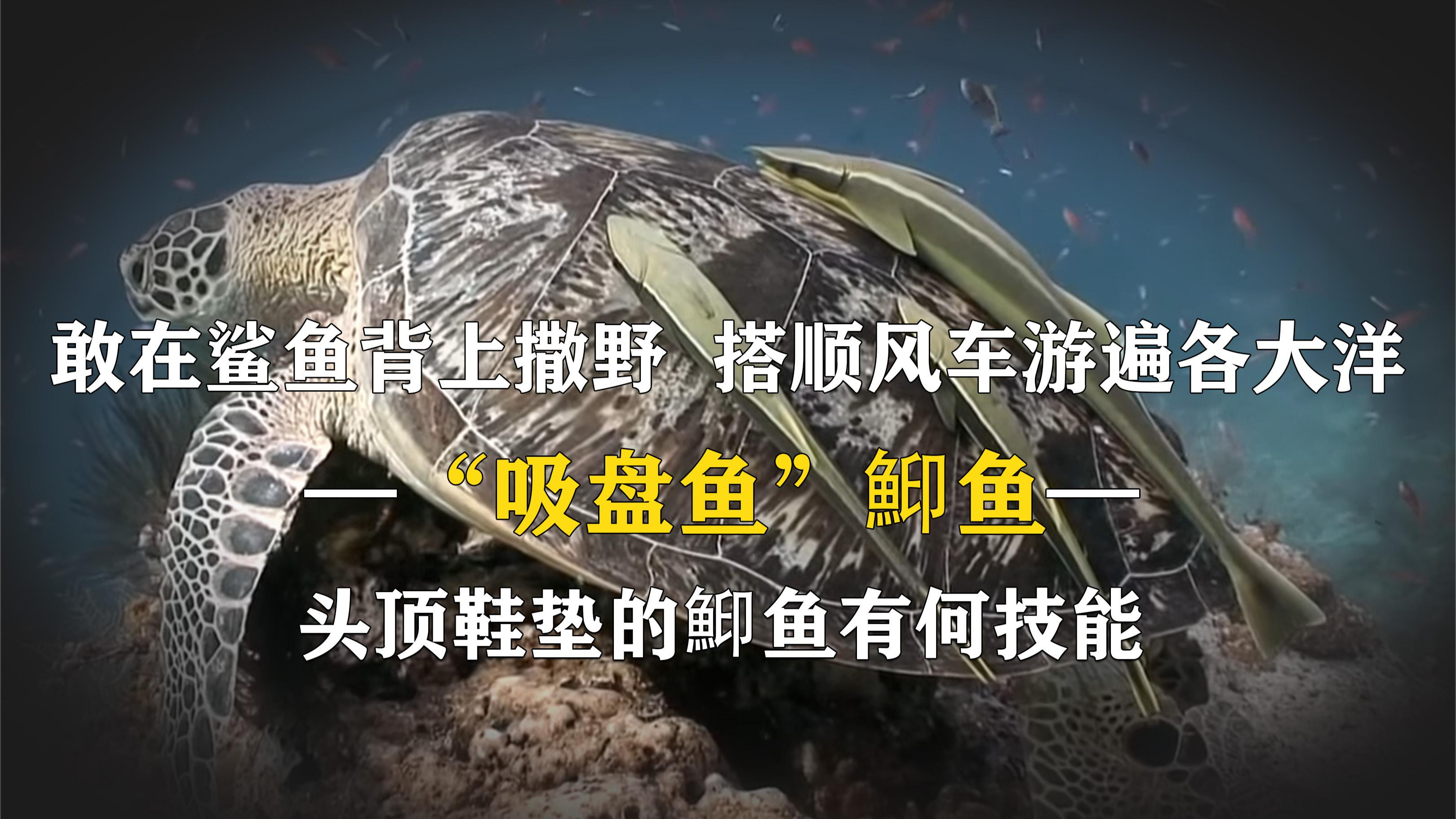 敢躺在鲨鱼背上撒野,搭顺风车游遍各大洋,鮣鱼究竟有何技能?