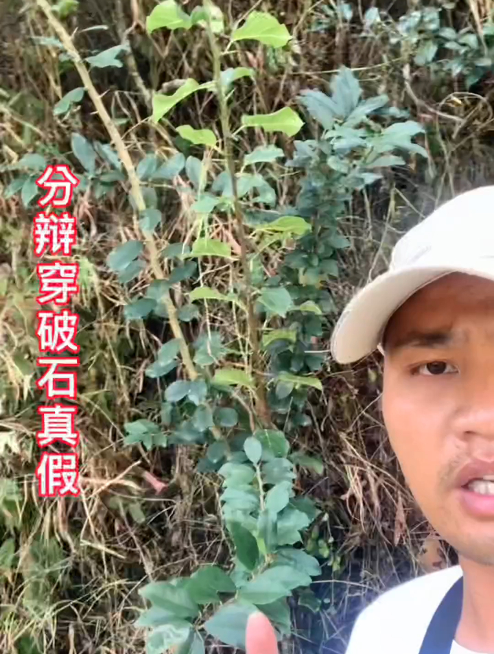 植物科普:穿破石,看完视频你们有谁见过?