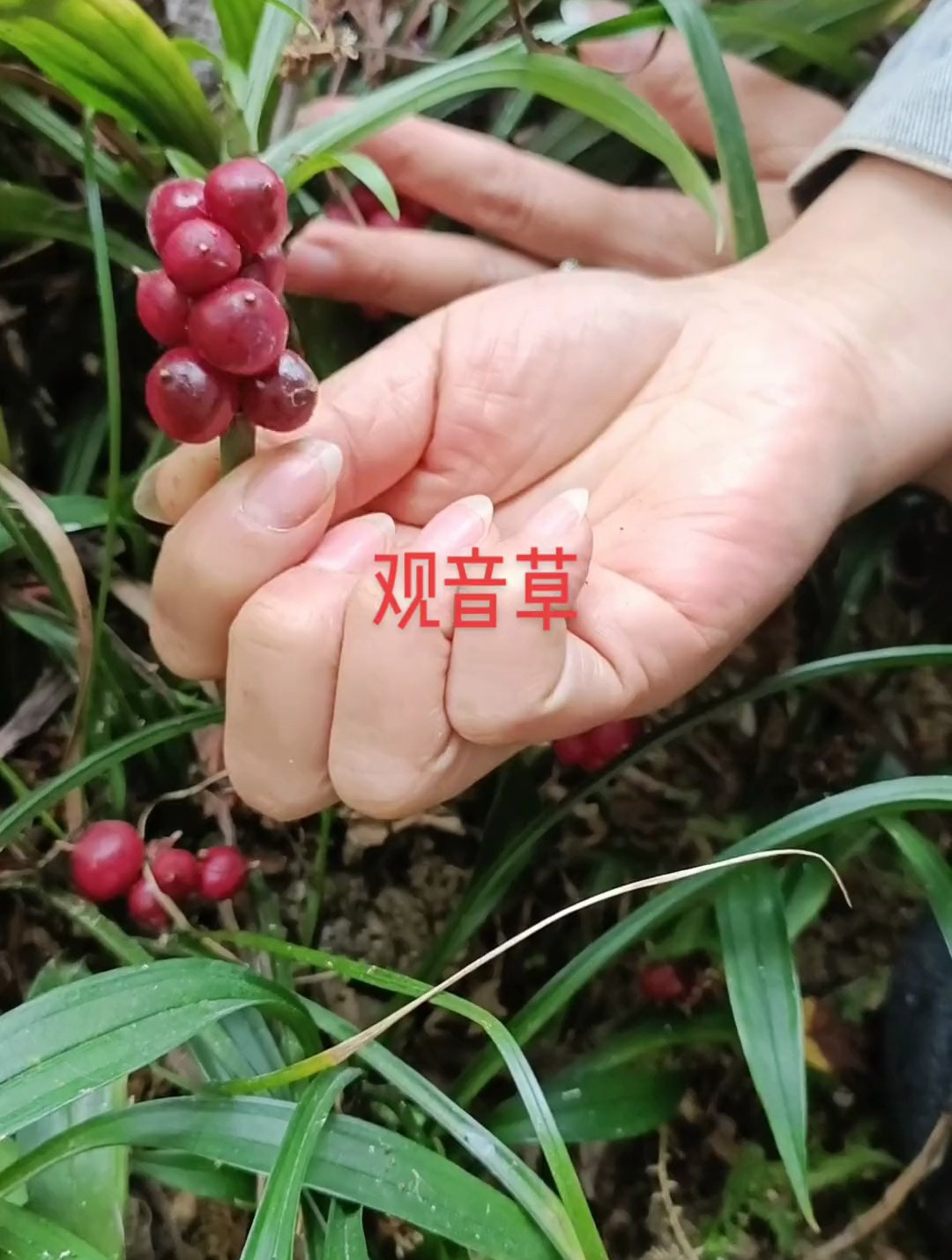 吉祥草根部的茎块图片