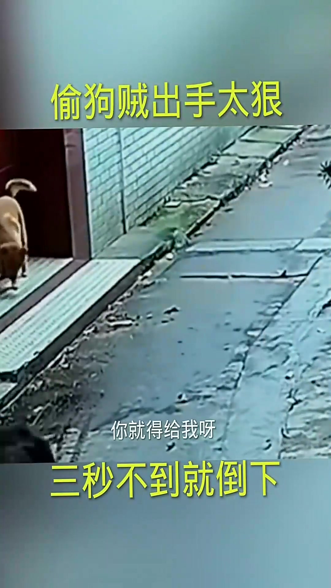 偷狗贼出手太狠,三秒不到就倒下