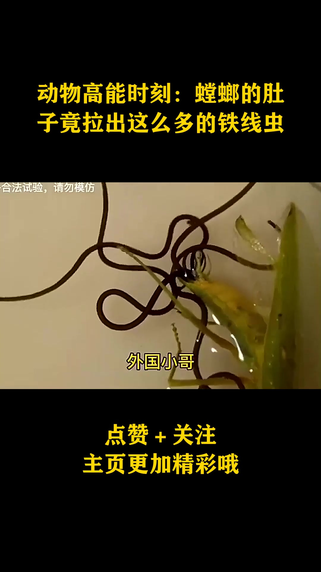 动物高能时刻螳螂的肚子竟拉出这么多的铁线虫