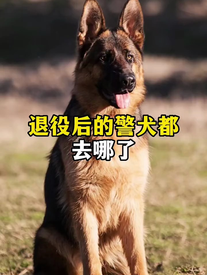 退役后的警犬都去哪了 警犬 科普 宠物知识 工作犬 军犬