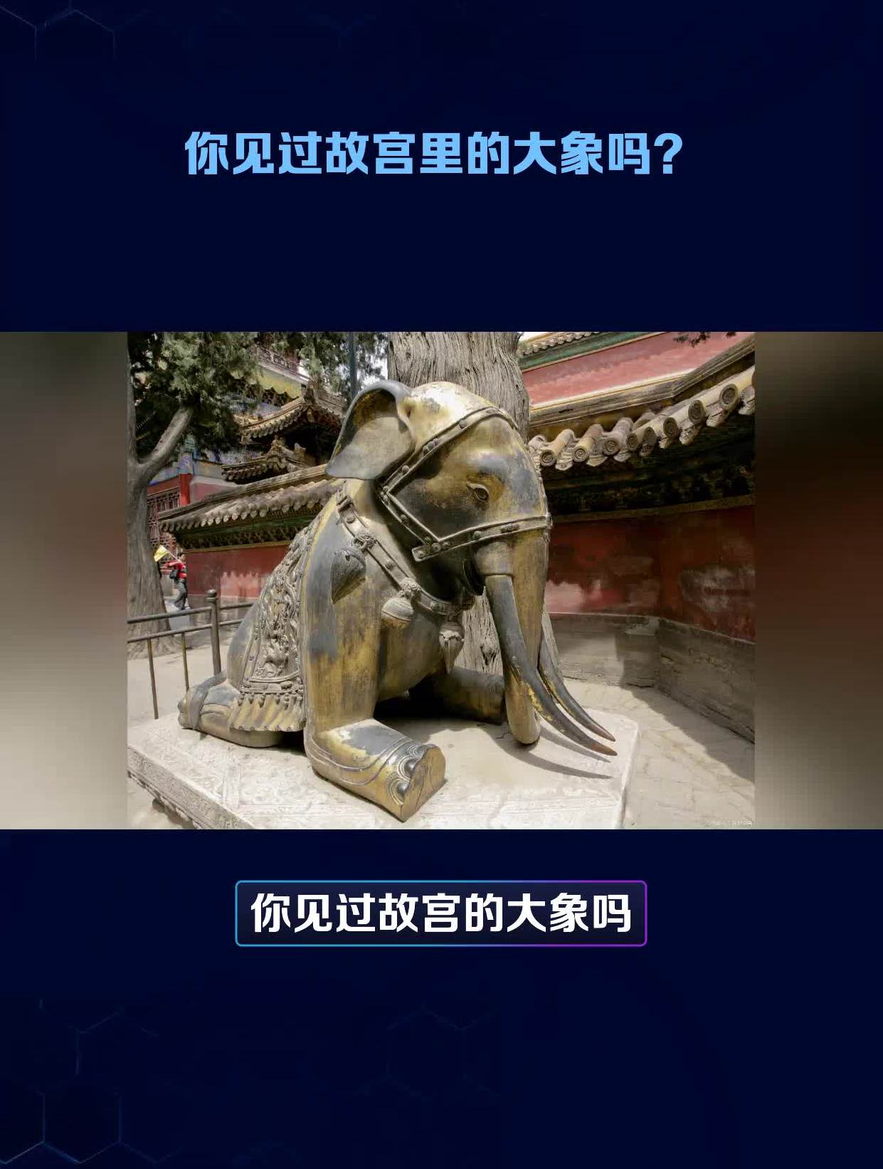 你见过故宫里的大象吗?