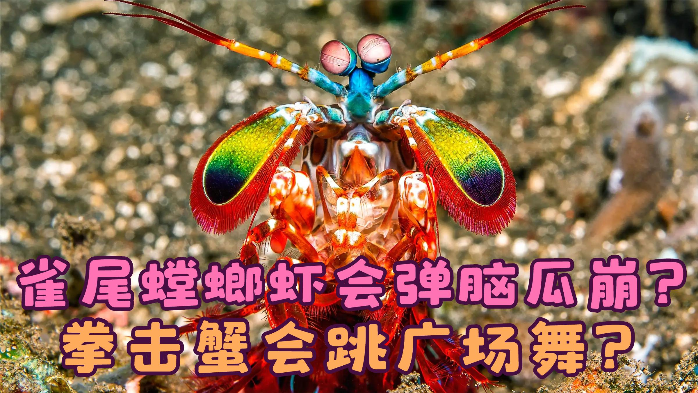 雀尾螳螂虾会弹脑瓜崩,拳击蟹会跳广场舞,海葵虾会鼓掌招揽客人