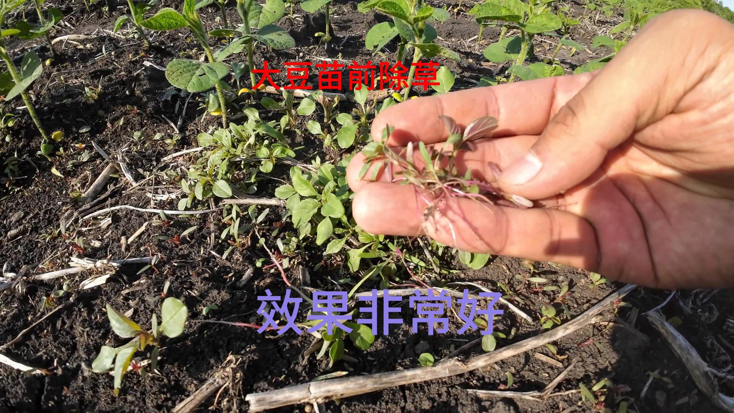 今年自己的山地出苗齐还干净,苗前除草的重要性农药还是用好的