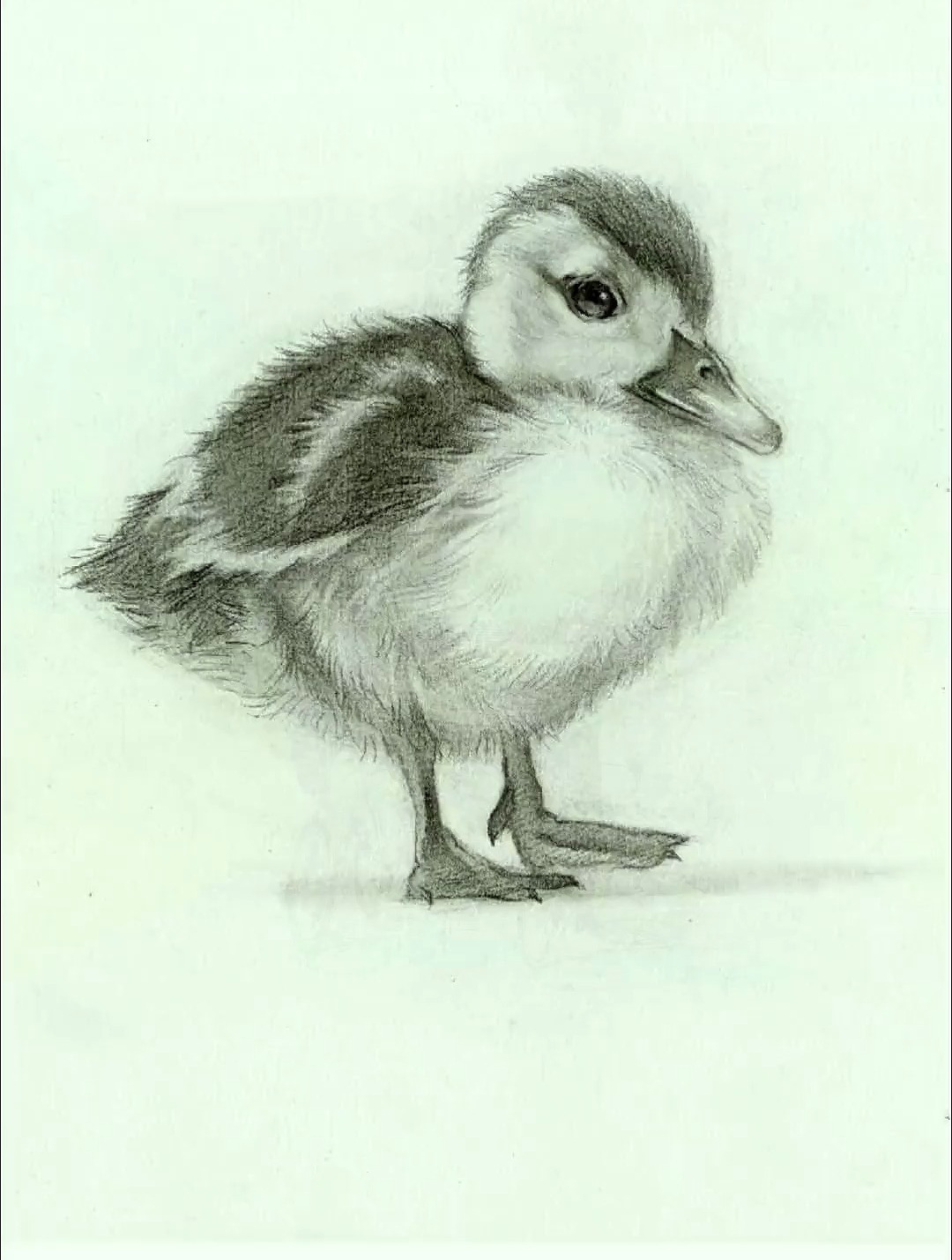 画个鸭鸭解解鸭 画画 素描 原创 手绘 画渣日常-度小视