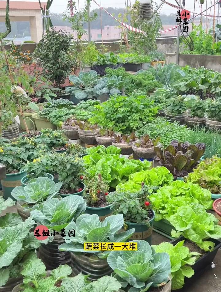 不管种什么青菜长虫千万别急,教你一招,不用打农药虫子自动消失