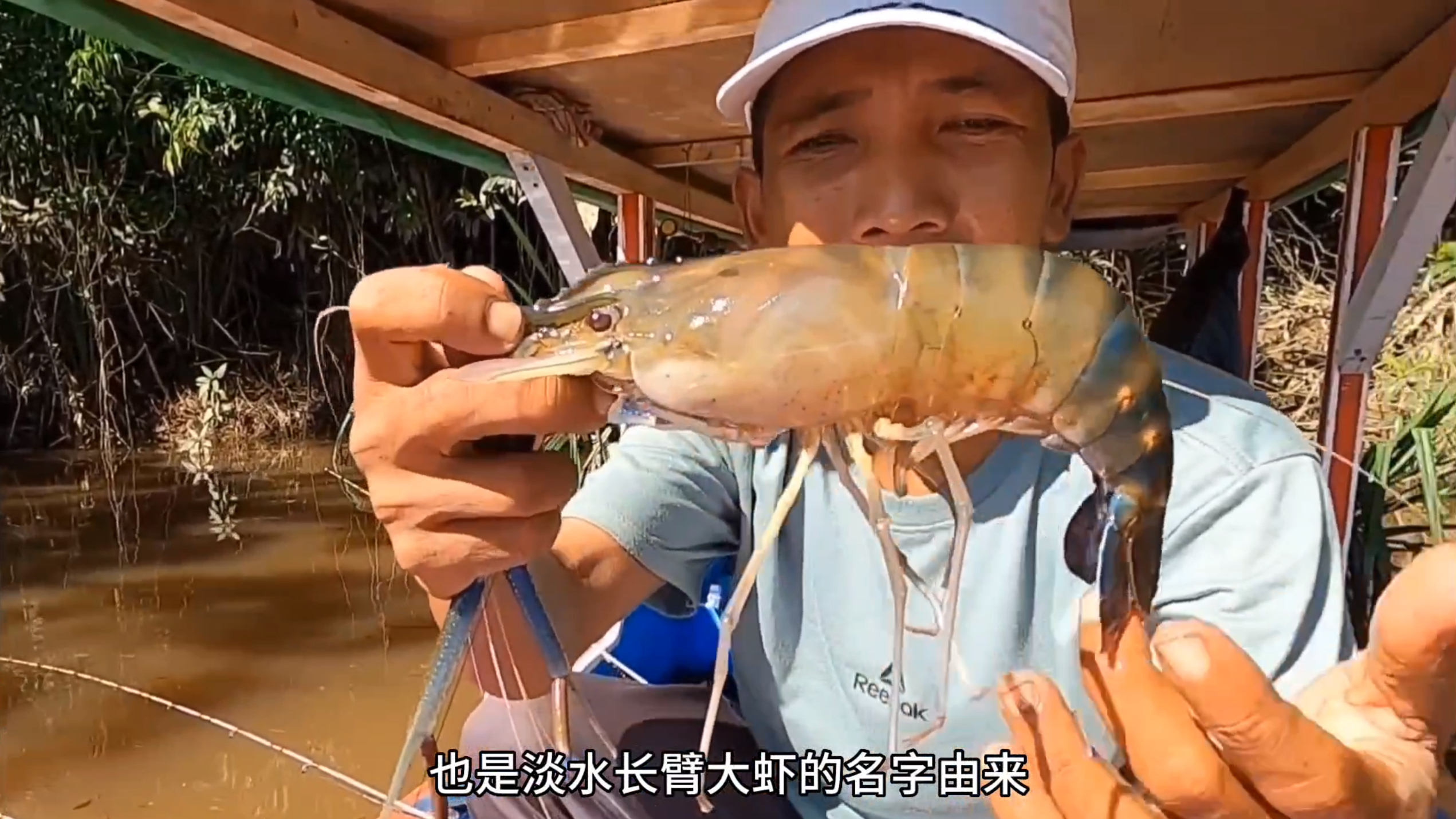 用小型鱼竿钓取河中沼泽蓝虾,在钓虾过程,钓到体型不错的弓背鱼