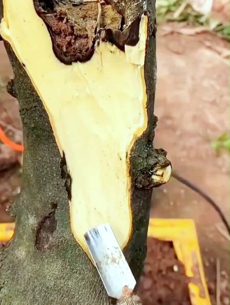 盆景大佬都是这样制舍利造马眼的!简单粗暴效果好!-度小视