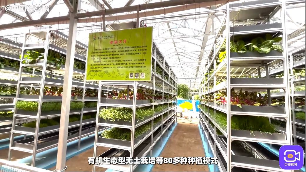 吃完“淄博烧烤”,想不想去寿光“菜博会”逛逛?