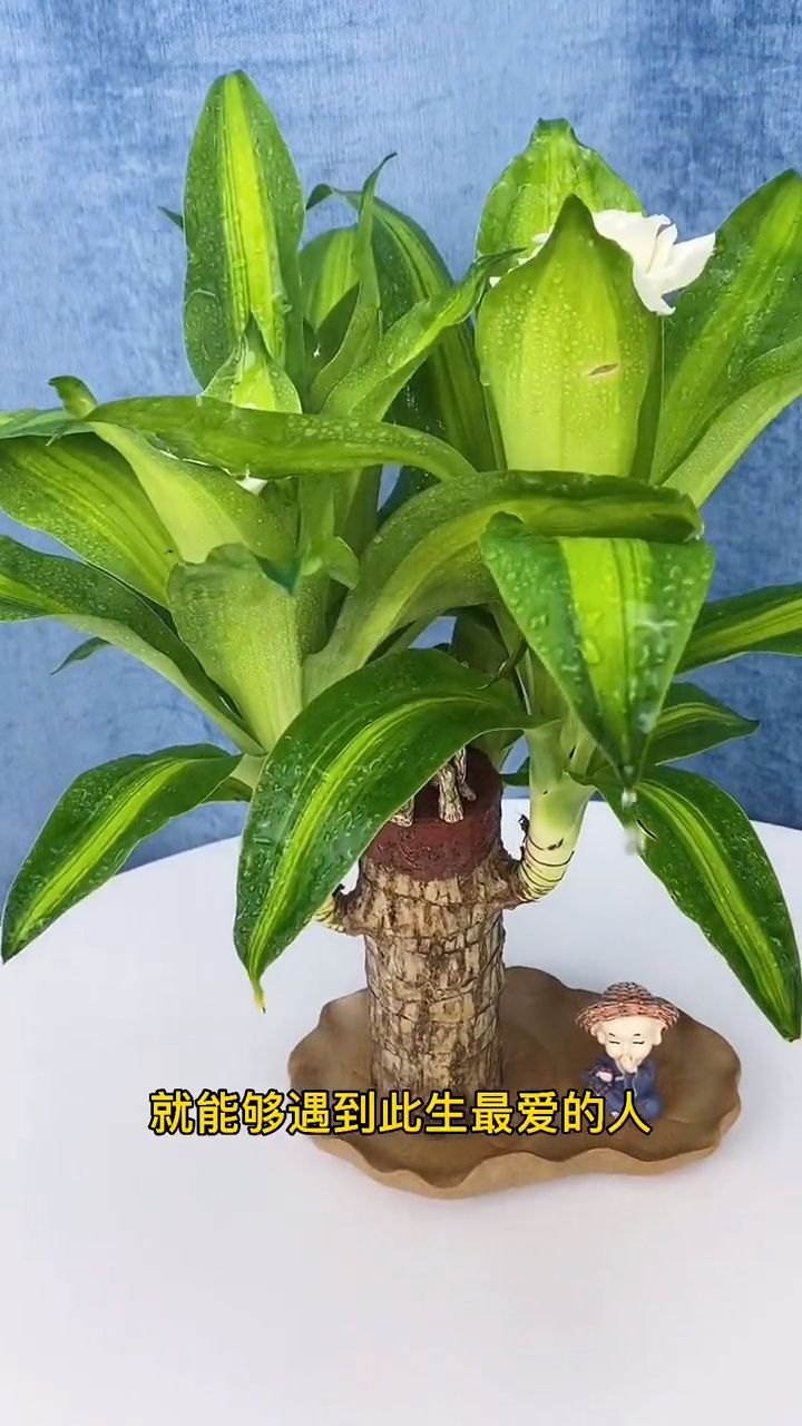 巴西木又叫幸运木,传言一旦开花就能遇到此生最爱的人