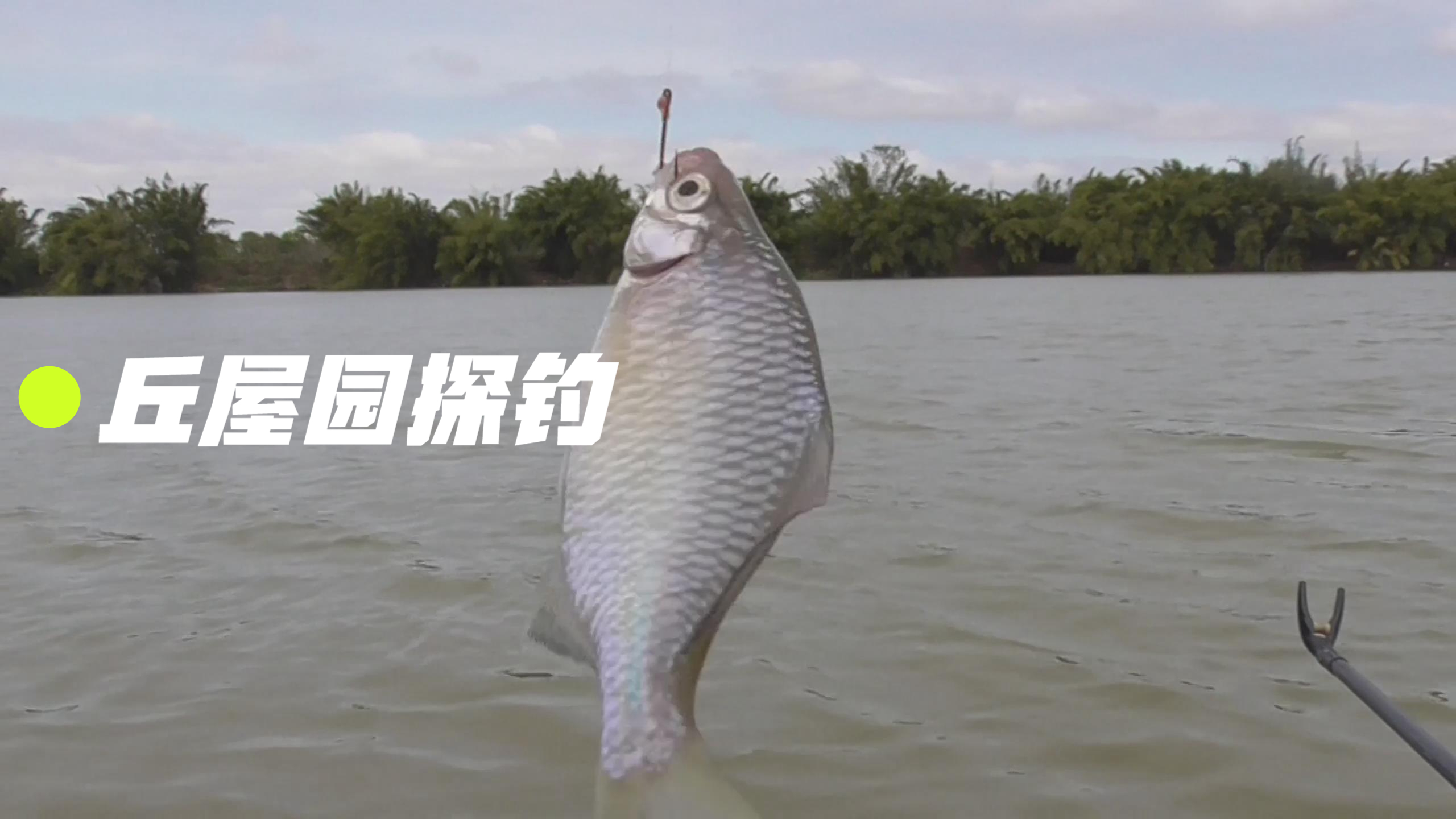 往年狂拉土鲮的西枝江丘屋园,如今超多鳑鲏,钓两小时就扛不住了