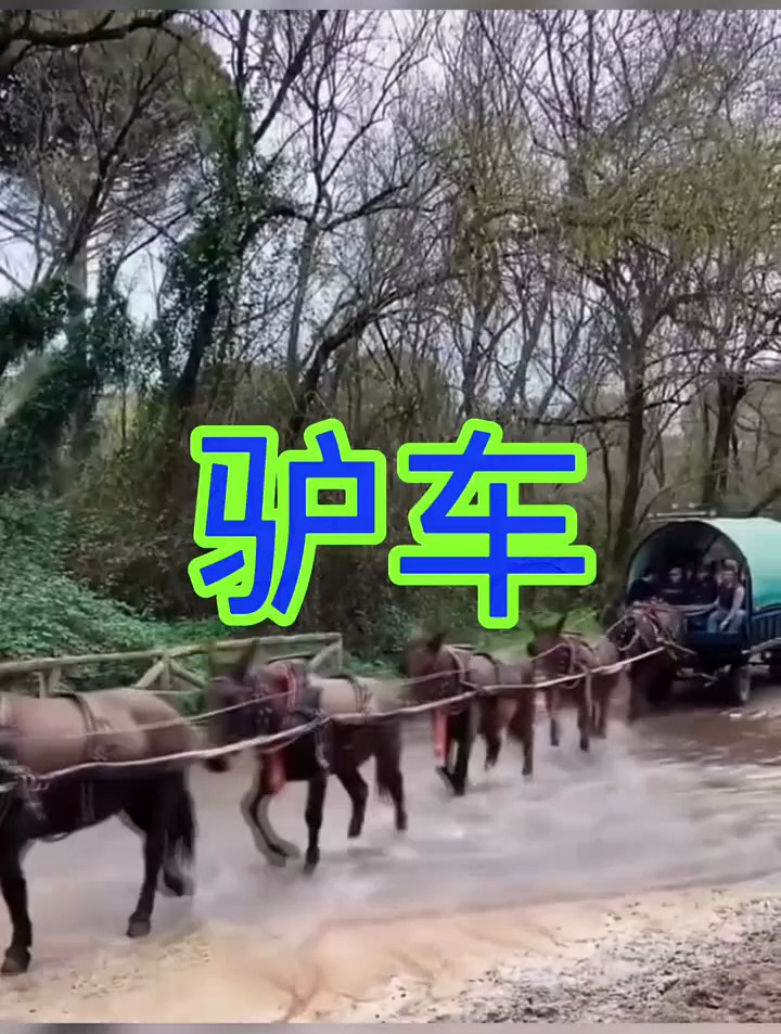 这驴车的长度真是闻所未闻