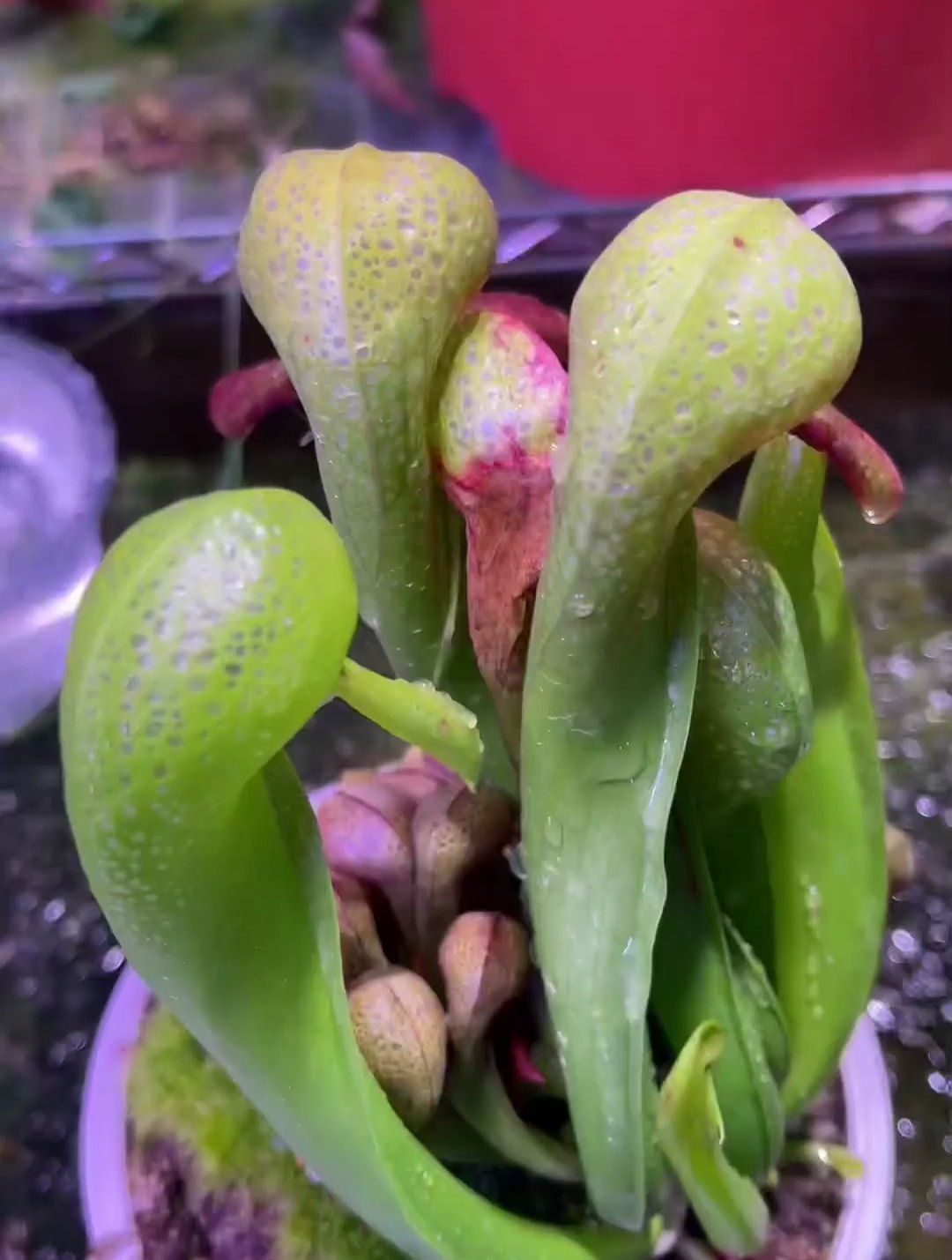 眼镜蛇瓶子草生病了,直接给它切了