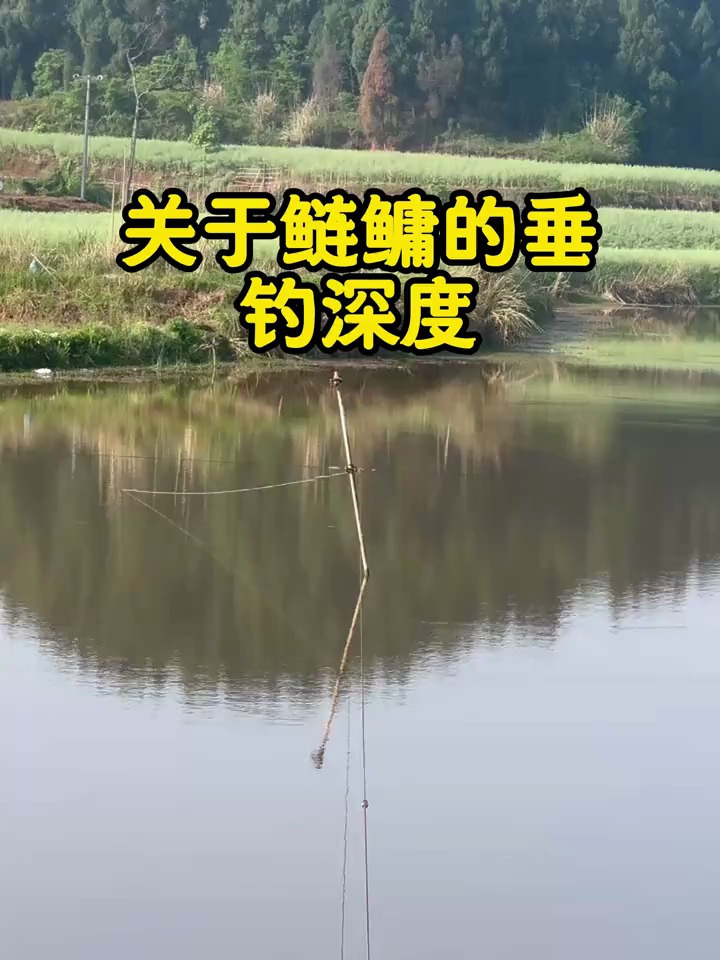 海竿钓鲢鳙最佳水深图片