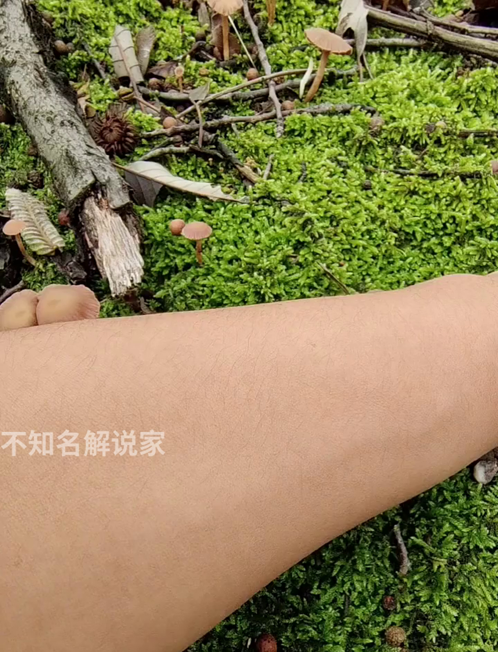 浑身扎满刺儿的洋辣子,那滋味儿简直了!