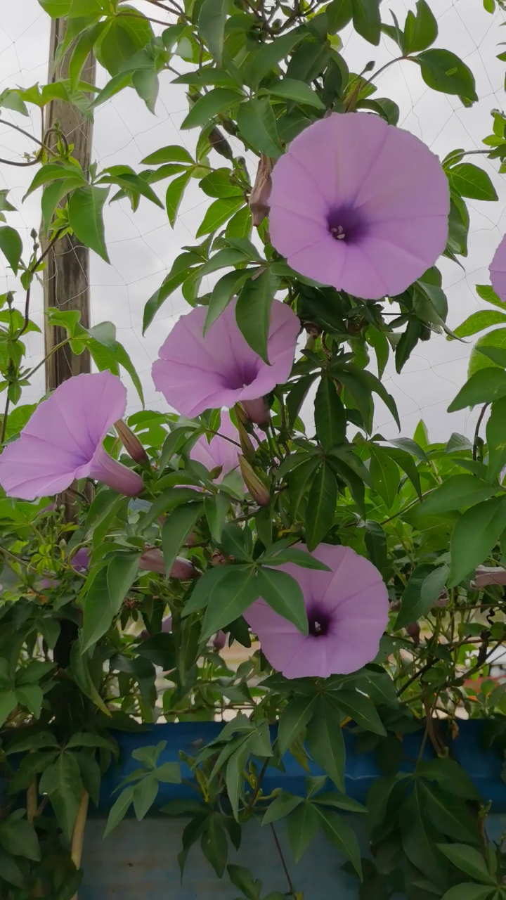 农村一户人家门口的牵牛花,虽然是野生的花草,但一点也不逊色