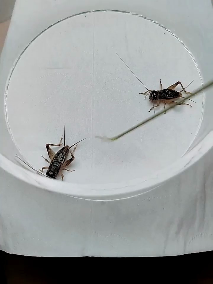 这小蛐蛐有两把刷子蟋蟀文化