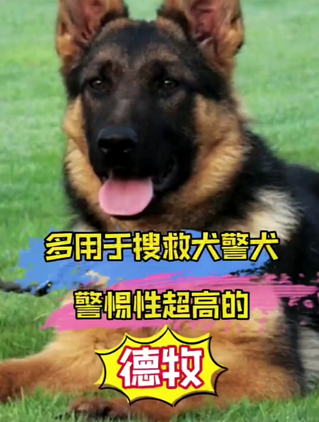 顶级德国牧羊犬图片