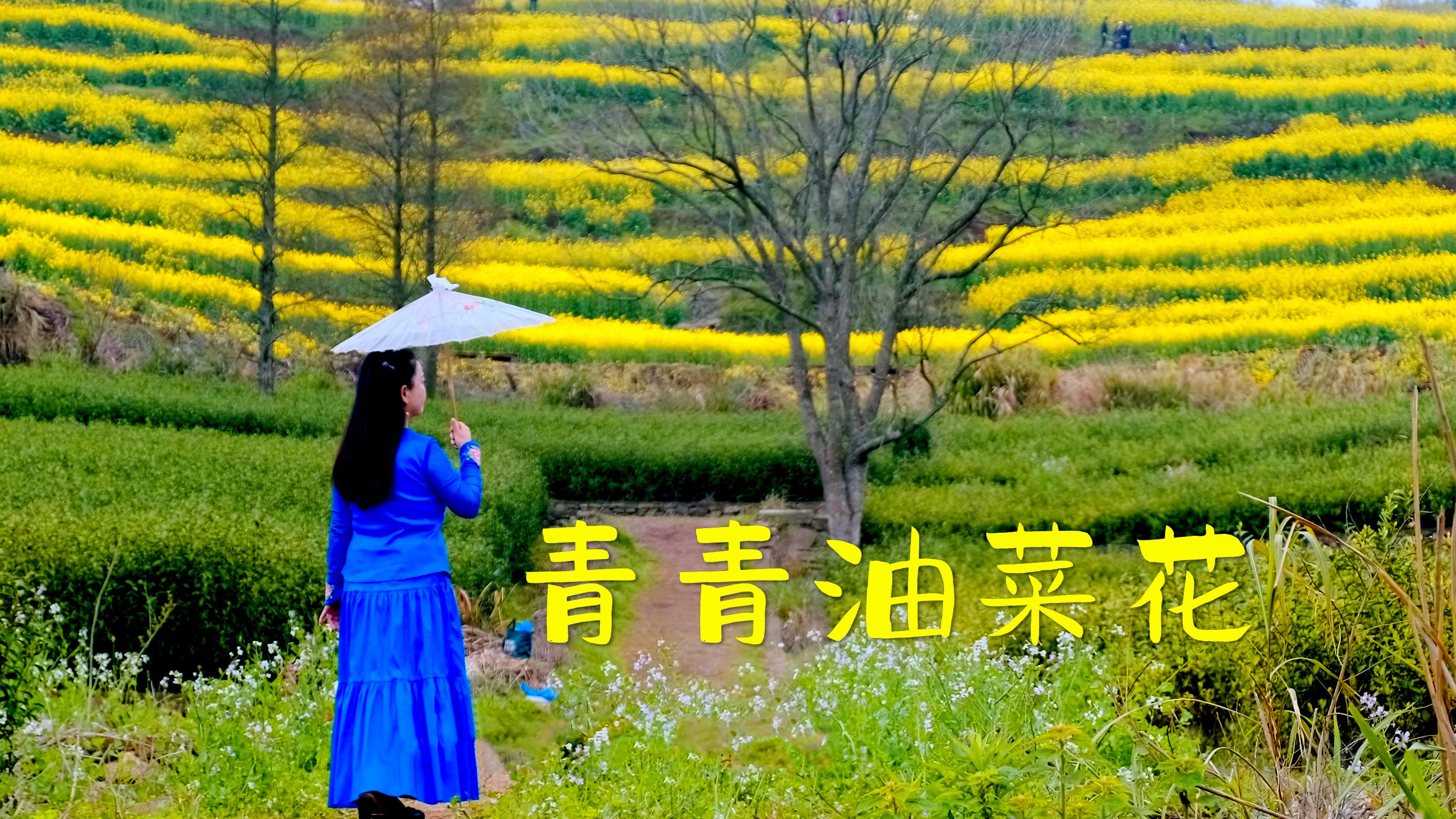 唯美的画面,很好听的旋律,歌曲《青青油菜花》MV,宁波箫枫演唱