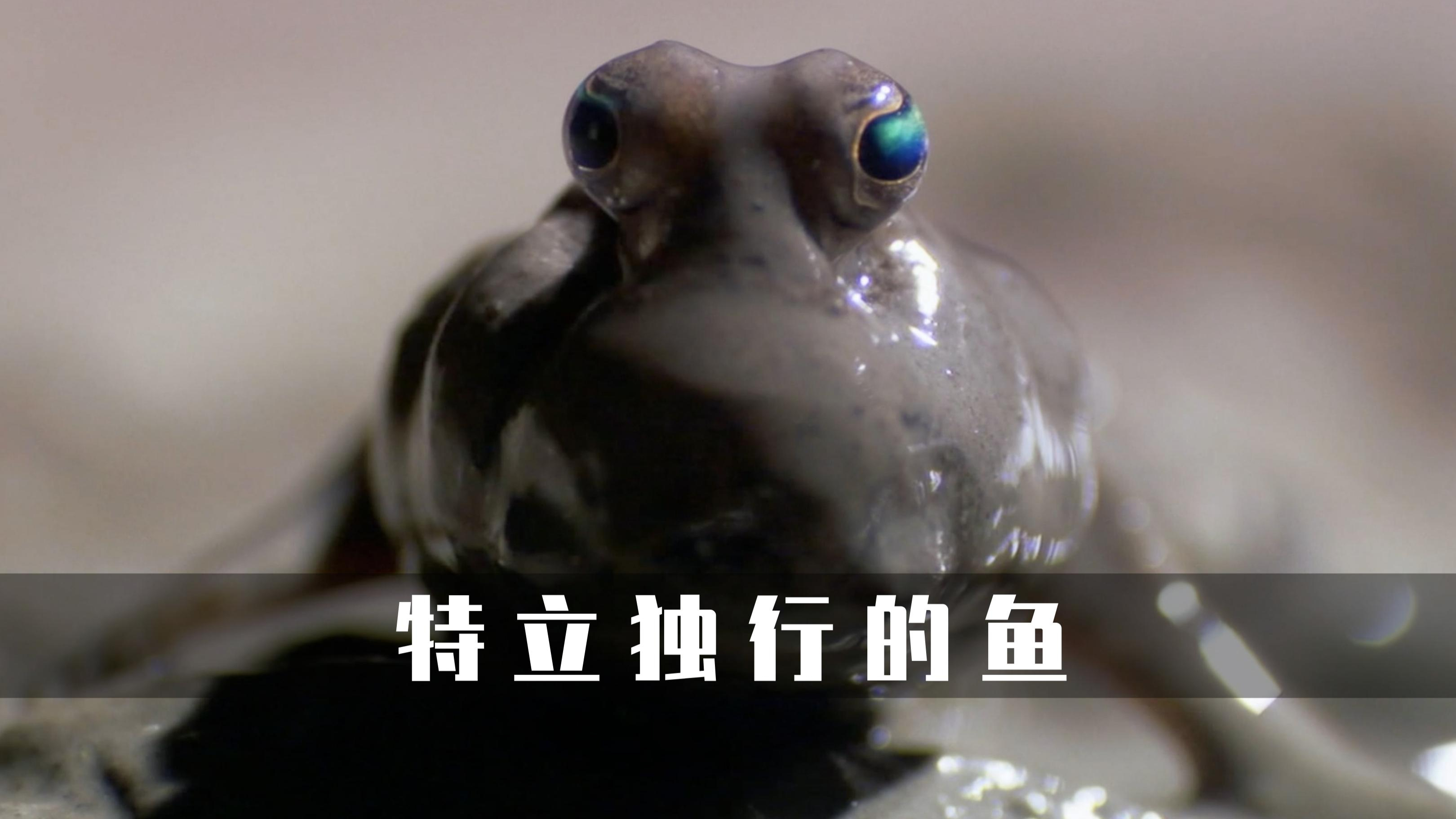 弹涂鱼是一种特立独行的鱼类