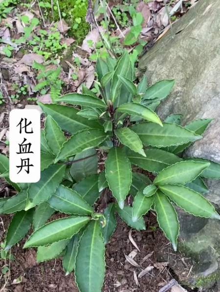 我们这边老人管它叫"化血丹",有几种植物长得都很像-度小视